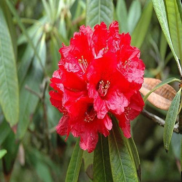 With sugar - Pure Rhododendron (Buransh) Juice - 500ML